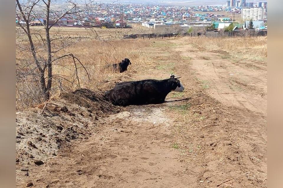 Карантин отменили в селе Забайкалья