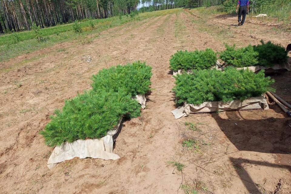 В питомнике «Забайкалец» проводят лесовосстановительные работы