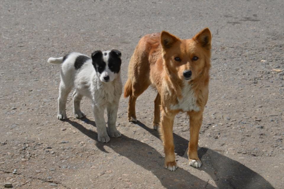 Территории для выгула собак предложил создать житель Читы в разговоре с Юрием Коном