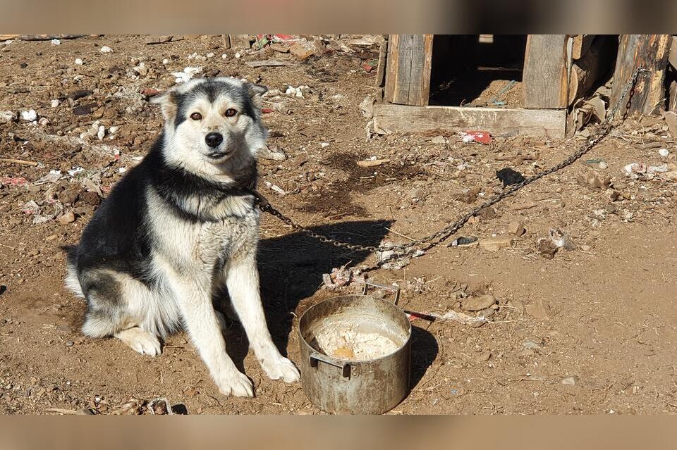 Свыше 900 укусов собаками зафиксировано в Забайкалье с начала года