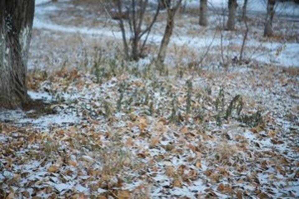 Утром в Забайкальском крае ожидается до 23 градусов мороза
