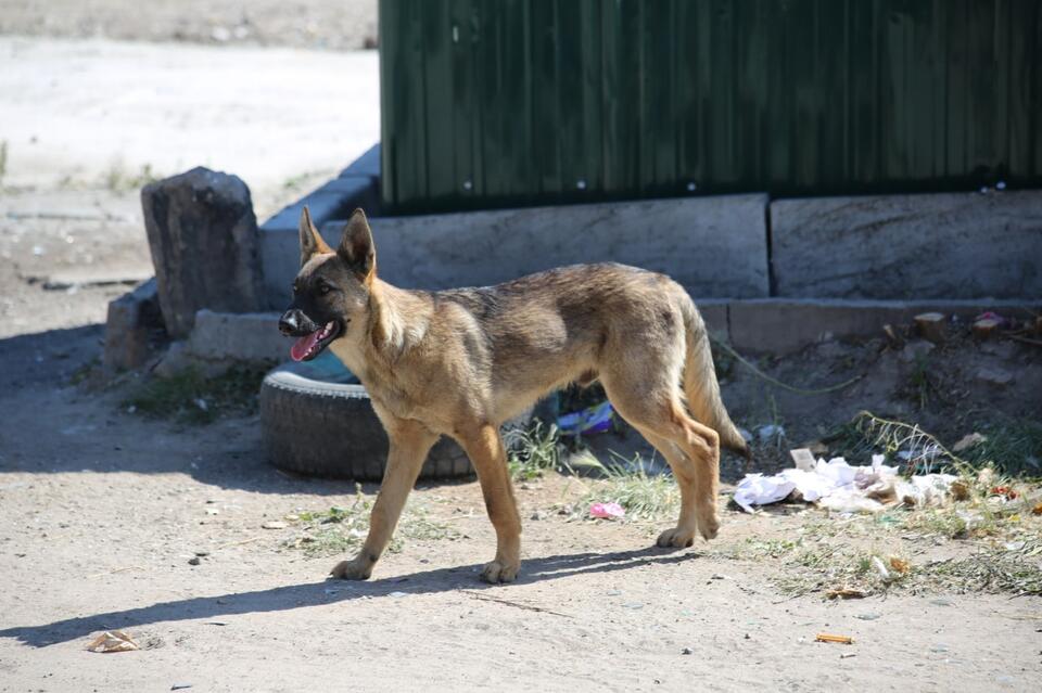 В Чите с начала этого года отловили более 3 тысяч собак