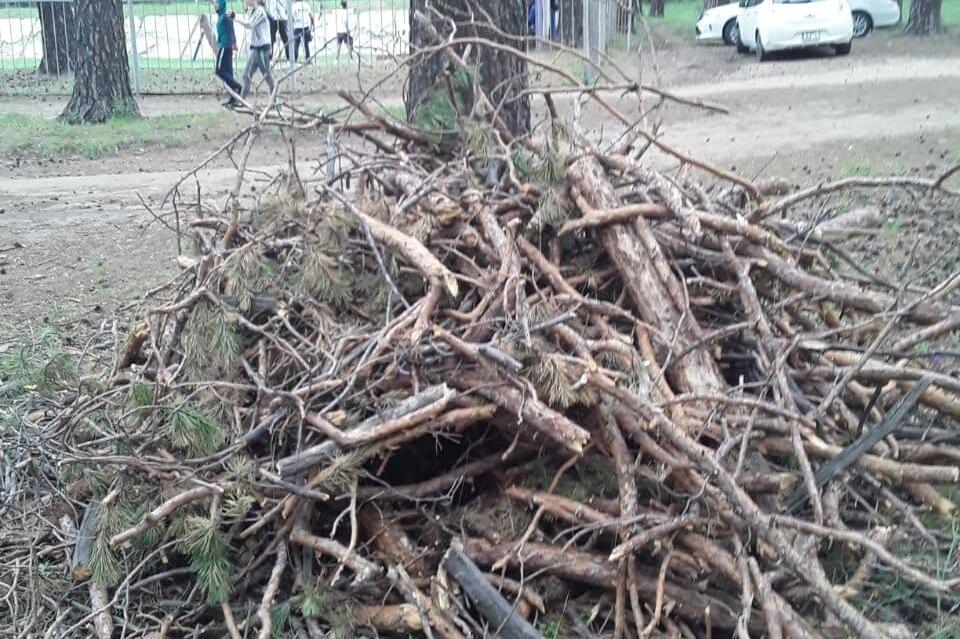 На стадионе СибВО сосны были спилены незаконно