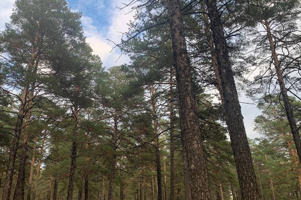 Работы по сортировке леса продолжаются в регионе