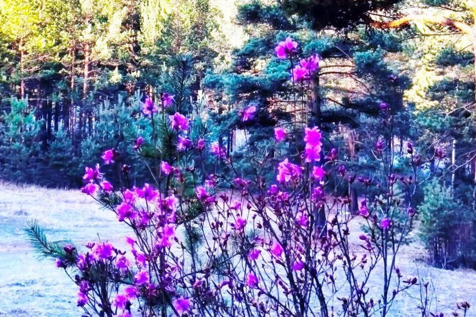 Почти летнее тепло приходит в Забайкалье