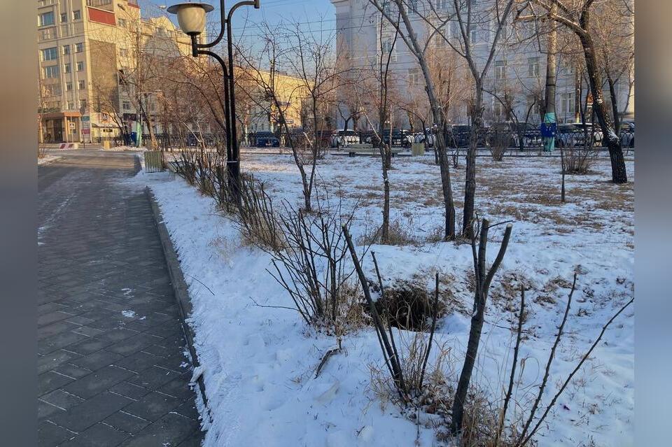 Администрация Читы: «Вырубка деревьев необходима для развития города»