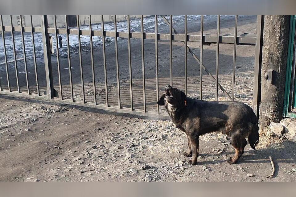Свыше тридцати собак отловили в Чите за сутки