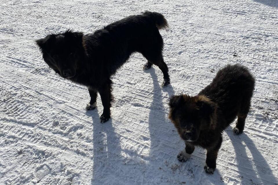 Бродячие собаки поселились рядом с детской поликлиникой в Чите