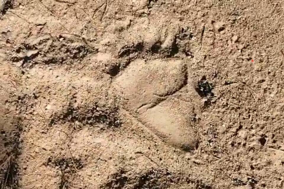 Следы медведя заметили между Сухотино и Ерёмино