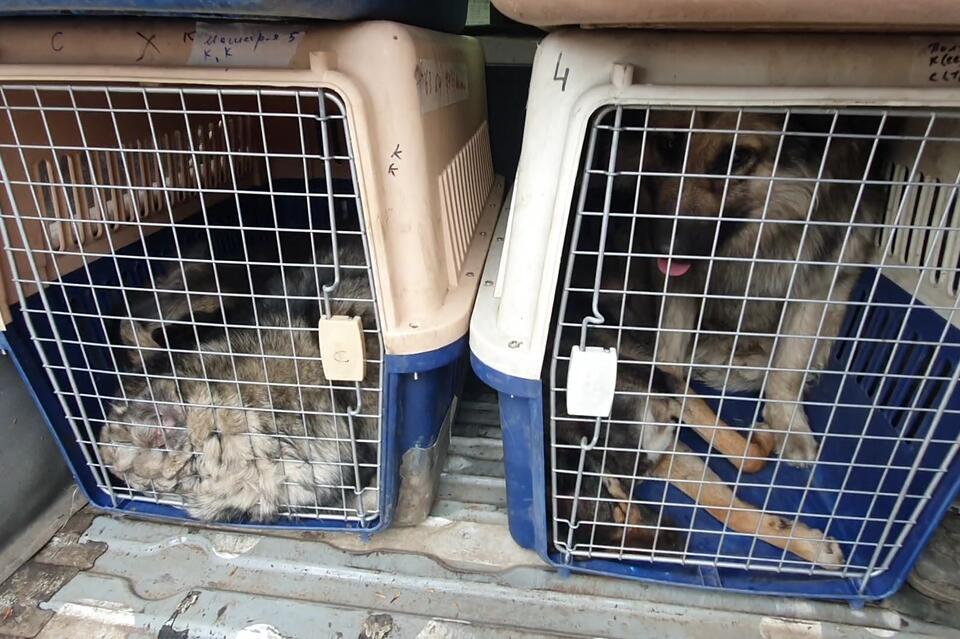 Всего семь собак отловили в Чите за сутки