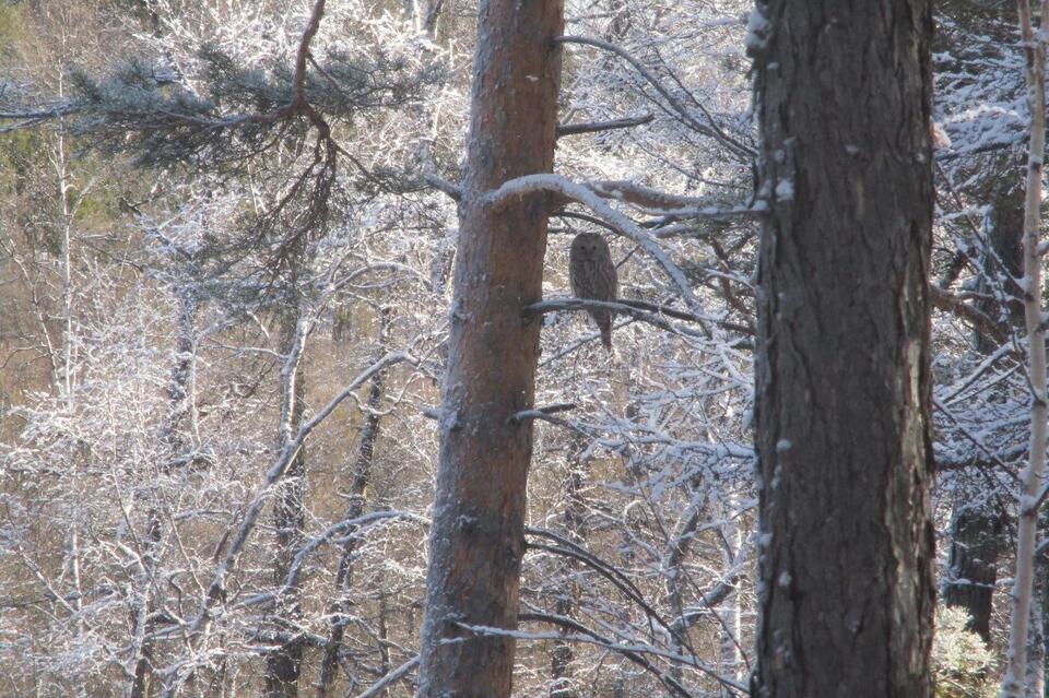 Неясыть попала в объектив инспекторов в Аргалейском заповеднике