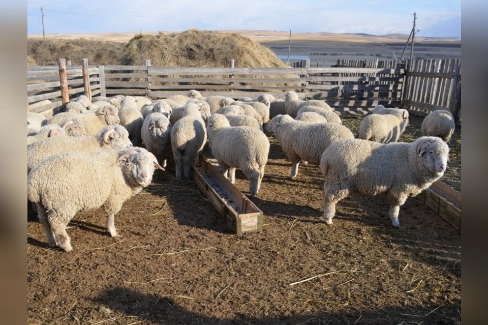 Нарушения были выявлены на фермах в регионе