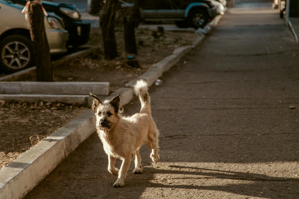 Обязательную регистрацию собак предлагают ввести в России