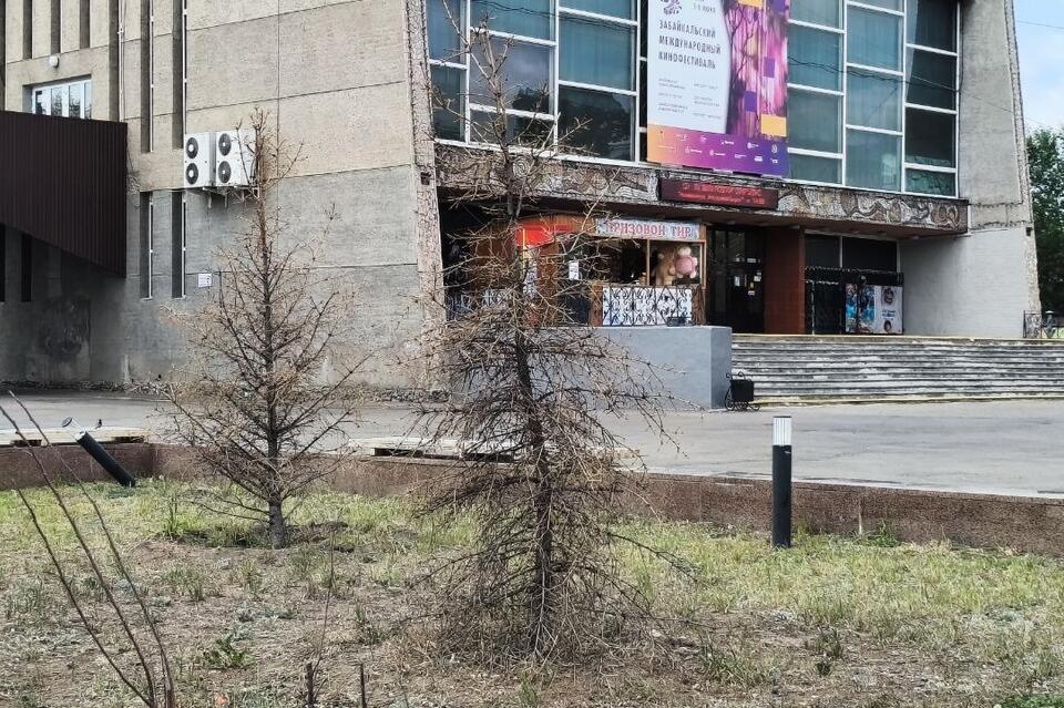 Власти Читы избавятся от мёртвых деревьев на Удокане