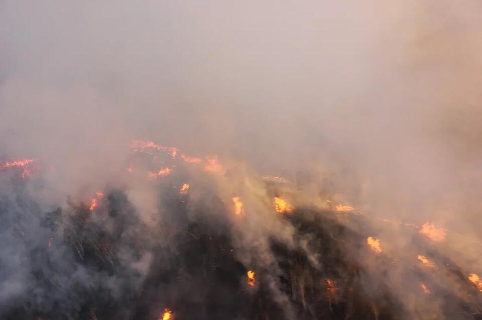 Больше сорока лесных пожаров действуют в крае