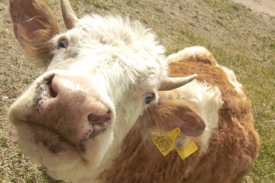 Госветслужба Забайкалья предупредила об опасности паводковой воды для скота