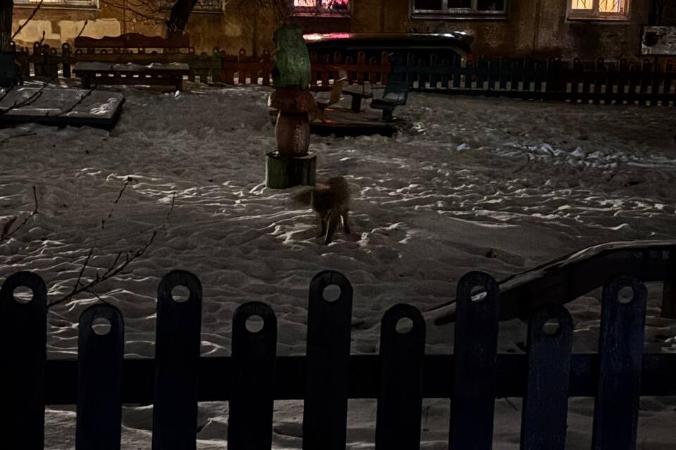 Лису во дворе заметили читинцы