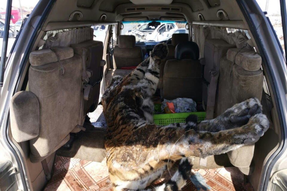 Полицейские нашли в машине разделанную тушу тигра (18+)