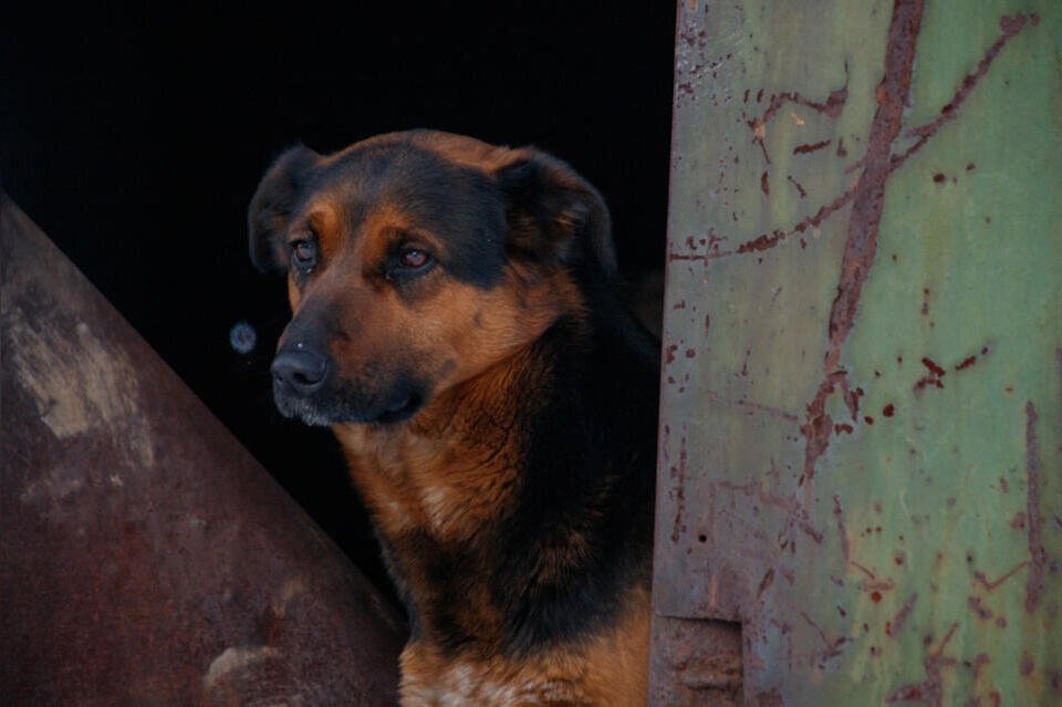 Стаю собак заметили в районе Читы, где недавно провели отлов