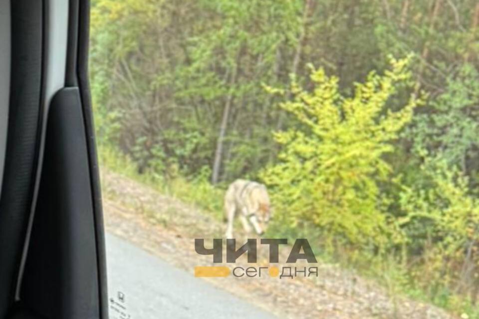 Волка заметили в районе поселка Забайкальский