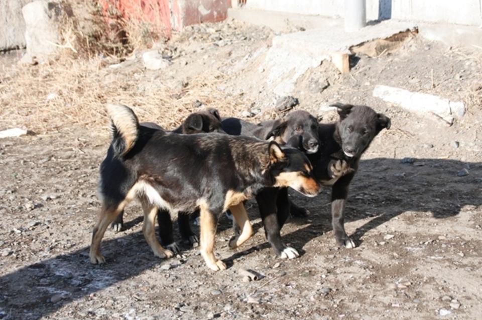 Собаки бросаются на проезжающие мимо автомобили в районе улицы Курнатовского в Чите