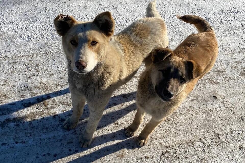 В Чите за сутки отловили более 40 собак