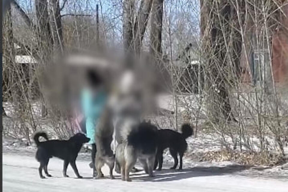 «Пап, мне страшно»: дети в Шилке идут со школы в сопровождении свор бездомных собак