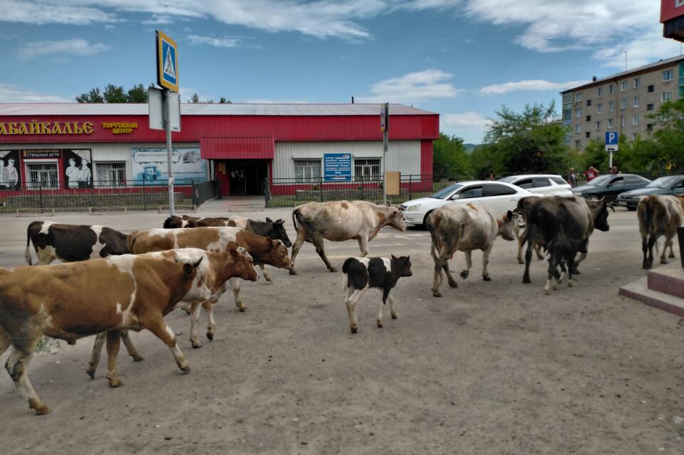 Крупный рогатый скот создаёт аварийные ситуации на дорогах Шилки