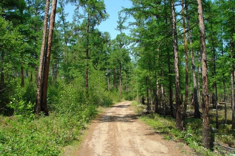 Петровск-Забайкальская прокуратура поддержала в суде гособвинение по 43 делам о «лесных» преступлениях
