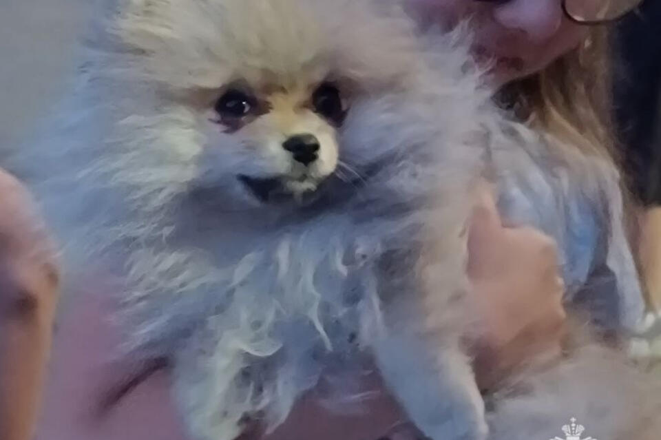 Пожарный спас собаку при тушении огня в многоэтажке Читы