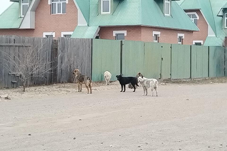 Всего девять собак отловили в Чите