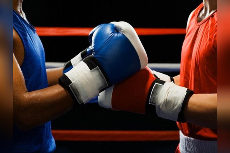 Федерация бокса Забайкалья объявила конкурс на имя талисмана кота-манула