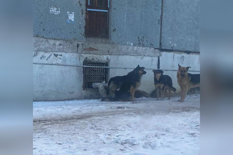 Стаи бродячих собак оккупировали микрорайон Читы