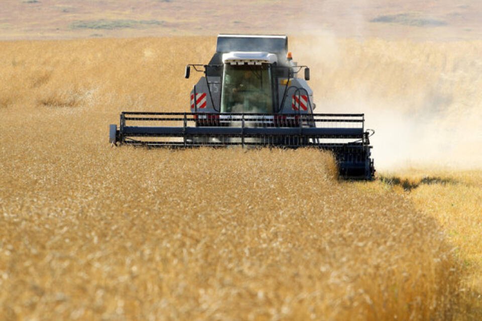 Урожай зерна в Забайкалье за год вырос на 15%
