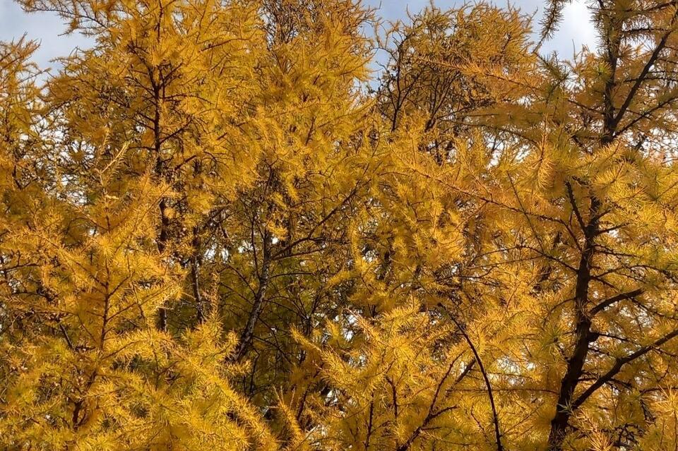 Гороскоп для жителей Забайкальского края на 11 ноября