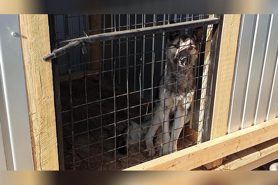 Десятки бездомных собак отловили за два дня в Чите