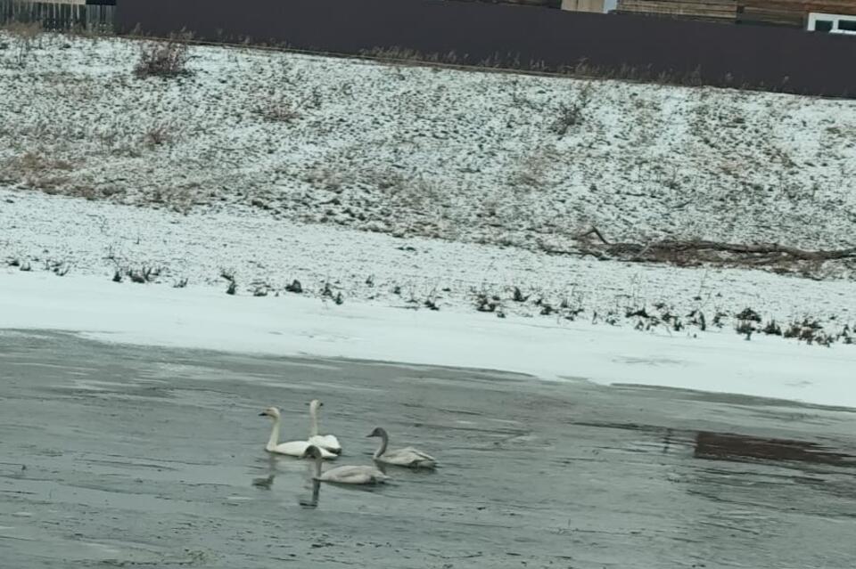 Минприроды: лебеди могут находиться на водоемах до конца ноября