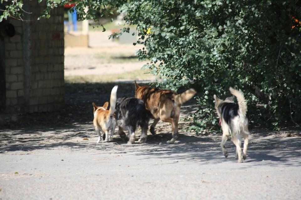 Стая агрессивных собак держит в страхе жителей Железнодорожного района