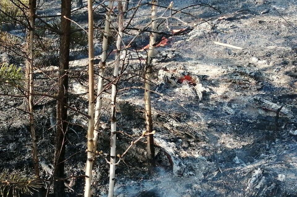 Пожар площадью 83 гектара потушили в Улётовском районе