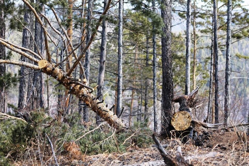 В Северном микрорайоне начали валить лес под застройку