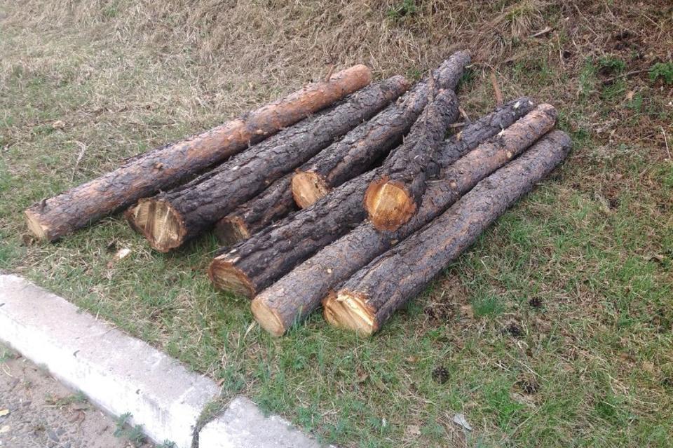 Ущерб от незаконных рубок леса в Забайкалье за прошедший год составил 167 миллионов рублей