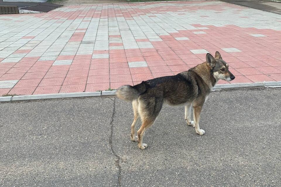 Бездомных собак разрешат усыплять в Забайкалье