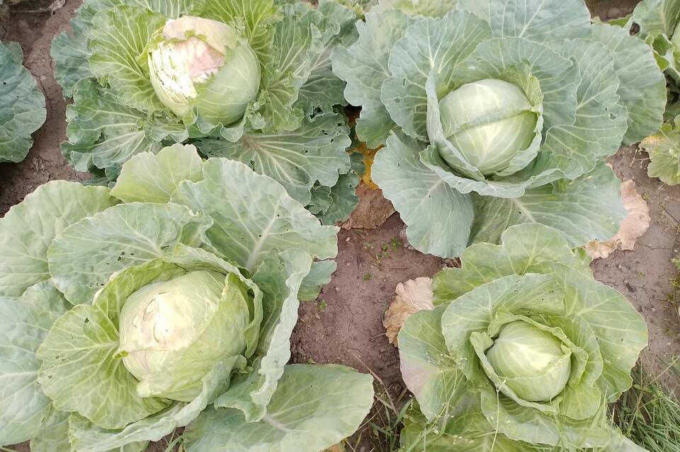 Урожай овощей в Забайкалье превысил 2,3 тысячи тонн