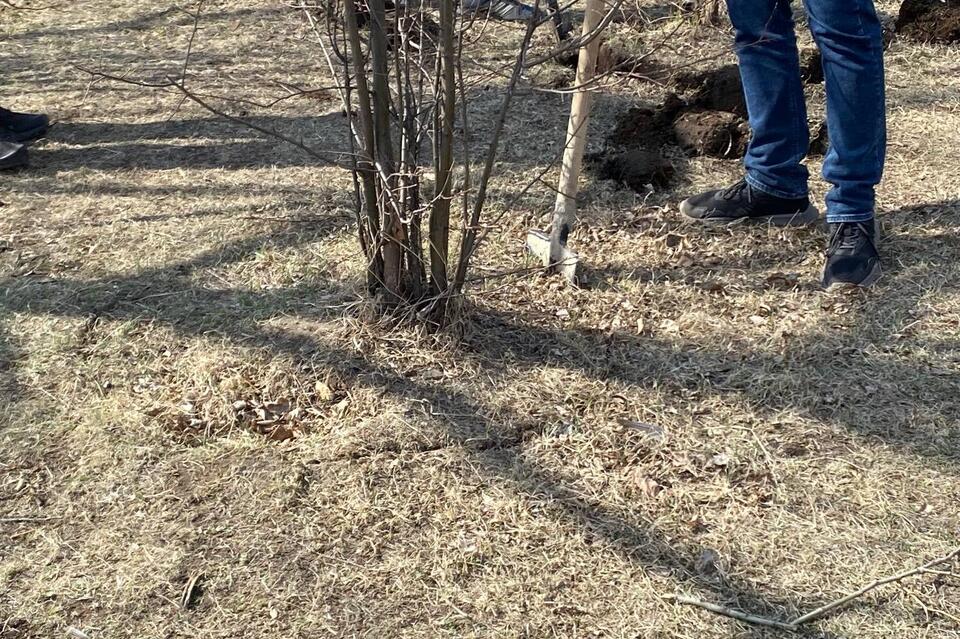 В парке «Коллективный труд» пересадили яблони