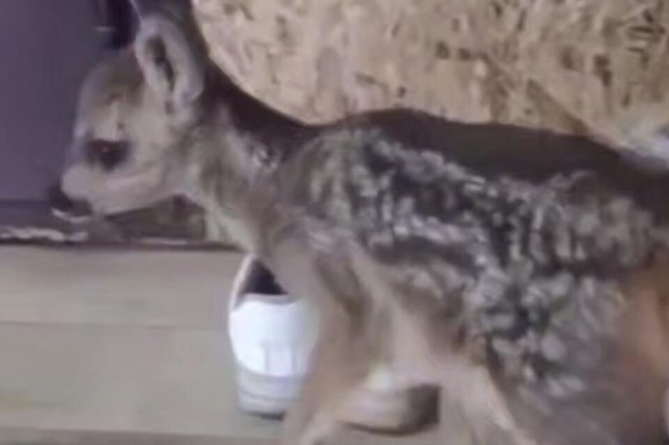 Добровольцы спасли косуленка от огня под Зыково