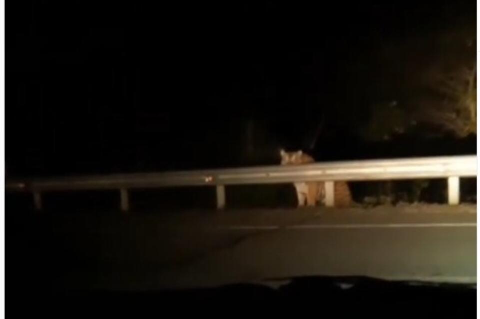 Амурский тигр вышел к автотрассе