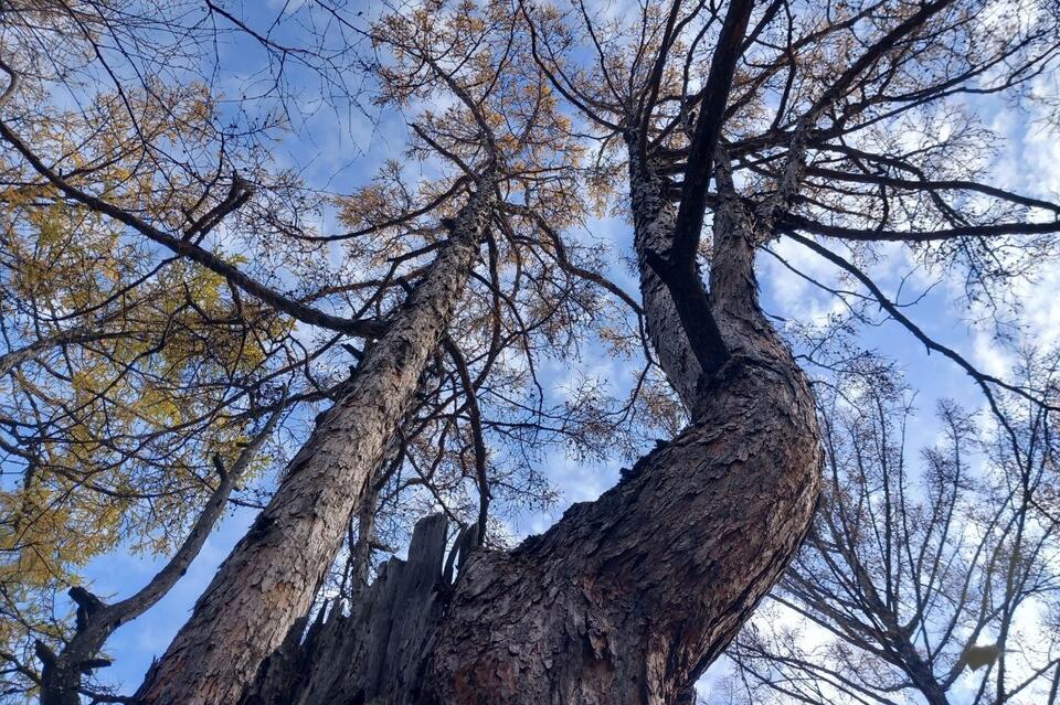 В регионе зарегистрировали 22 случая незаконной рубки леса