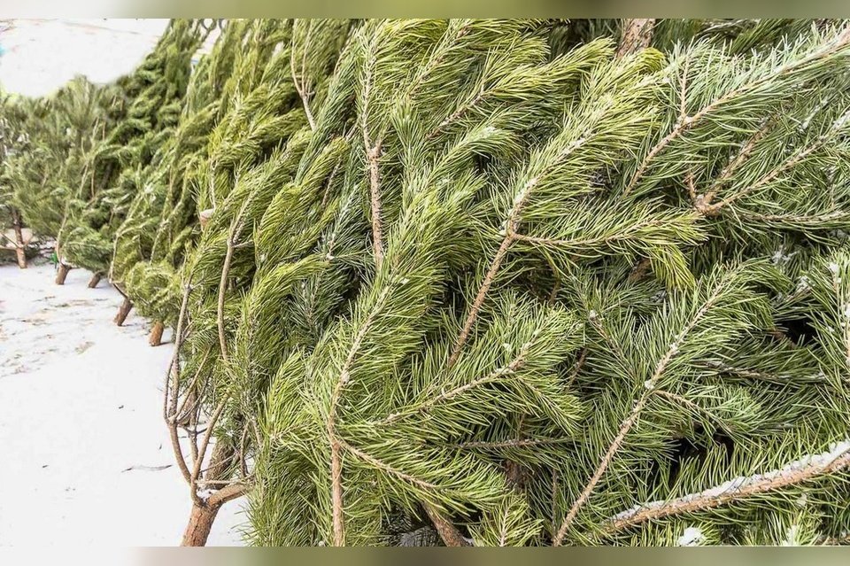 Где можно будет купить ёлку в Чите?