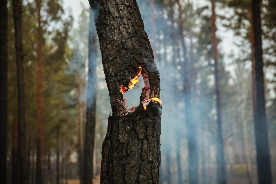Минприроды РФ предупредило о высоком риске пожаров на юге Забайкалья