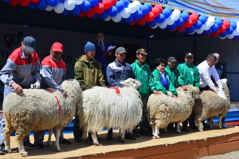 Сибирско-Дальневосточная выставка племенных овец пройдет на территории «Мегаполис Спорта»